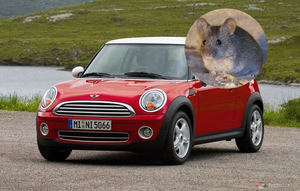 Škůdce Mini Coopru